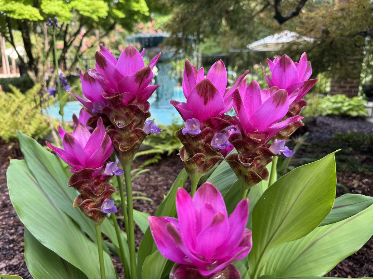 Segmaster01's tweet photo. Rain is annoying because it kinda wrecks my yard work schedule for the weekend, but it’s also beautiful in its own way. 

It somehow makes the greens greener, and the colors more colorful. I do wish my hydrangeas would not get weighed down by the water quite so much though, lol. https://t.co/UORUB9hsCe