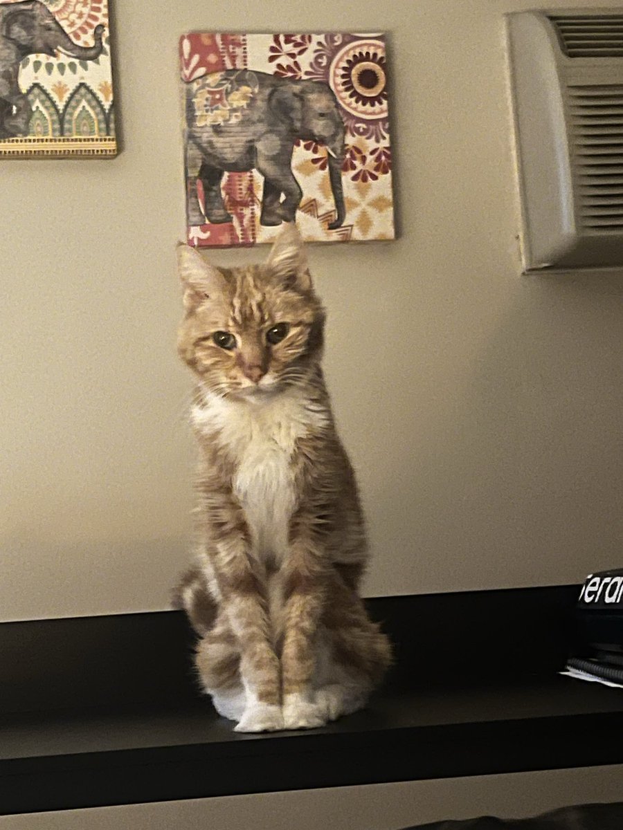 MaggieMinds's tweet photo. My Oliver crossed over the rainbow today. He’s with daddy in heaven. Never had there ever been a better cat than he. I was honored to be his chosen person. My heart is a little more broken but I was so lucky to have had this angel for 16 years. RIP my baby. https://t.co/eXi2eluZKd
