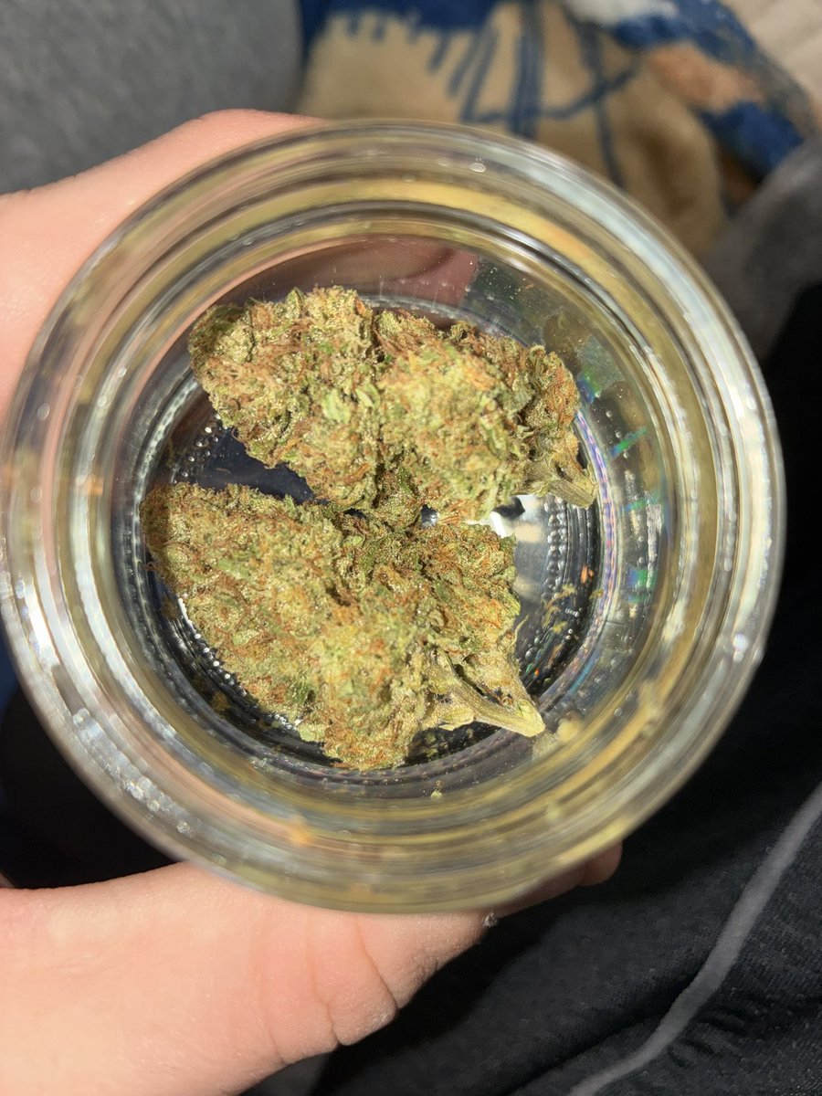 ITSOKTODIEtv's tweet photo. Got some beautiful pictures of these fat nugs from homie @elkcreekgardens Super beautiful nugs full of life &amp; trichconed up🤩 Always love fresh batches from this brand super dope💚

Strain - Forbidden Fruit 🍎 🐍 Pre test rate - 9.8/10💚🔥⛽️

Use code - JAREDLAHNEMAN Link👇 https://t.co/jVk9IHmFpN