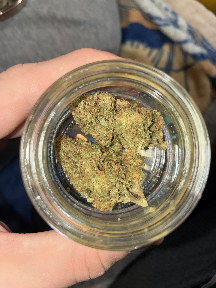 ITSOKTODIEtv's tweet photo. Got some beautiful pictures of these fat nugs from homie @elkcreekgardens Super beautiful nugs full of life &amp; trichconed up🤩 Always love fresh batches from this brand super dope💚

Strain - Forbidden Fruit 🍎 🐍 Pre test rate - 9.8/10💚🔥⛽️

Use code - JAREDLAHNEMAN Link👇 https://t.co/jVk9IHmFpN