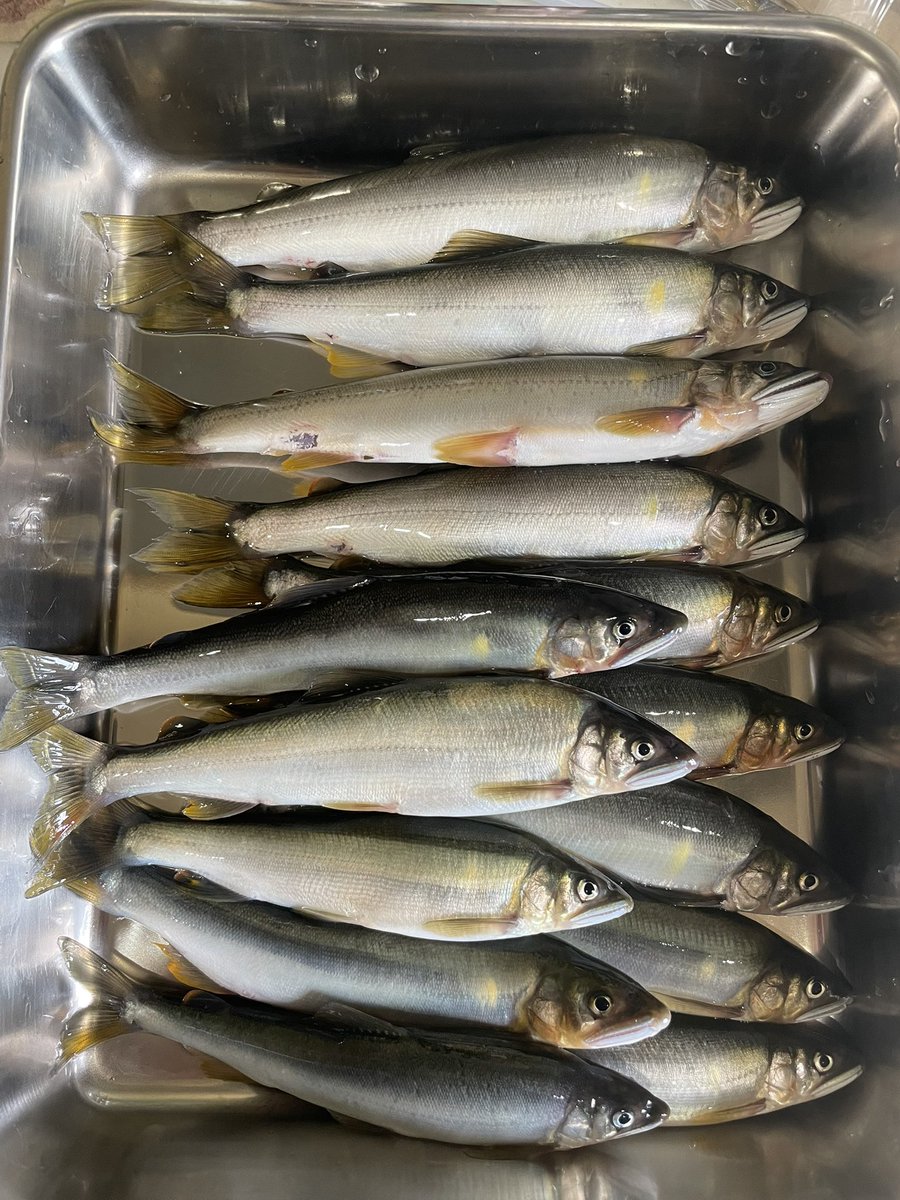 JpSyun's tweet photo. 今年初友釣り
まー私は撃沈しましたww
師匠はやっぱり釣るのよね😅
そしていつもの様に全部頂きました🥰 https://t.co/eDQPuLFmxe