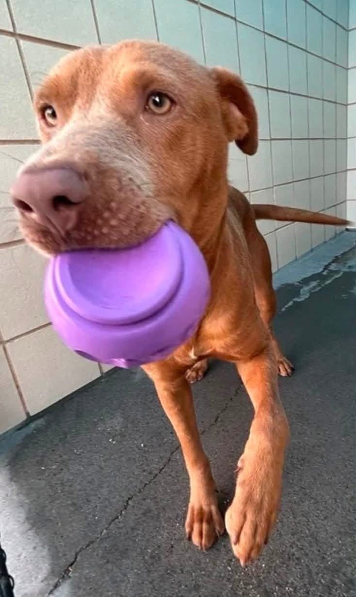 LisaBrabson's tweet photo. FREYA #A387850 3yo
When I look at FREYA,I see a Survivor,a wee red bundle of love❤️ that would do anything, just to b LOVED!
When fattened up &amp; loved,she will b GORGEOUS!
So gentle,easy going,adorable personality 
PLZ⌛️ #Adopt or #Foster this 😇 #Pledge4Rescue 
#CorpusChristiACS https://t.co/7N2YoRb2ia