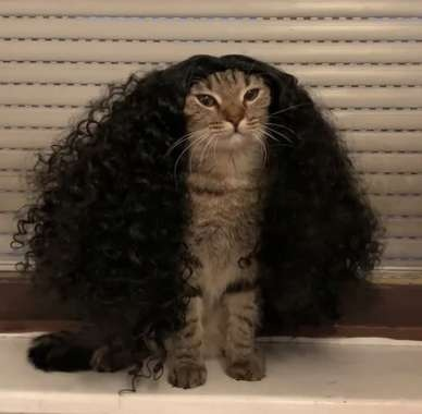 MrCaja_'s tweet photo. @CopiTheCat real https://t.co/2wg44GzePs