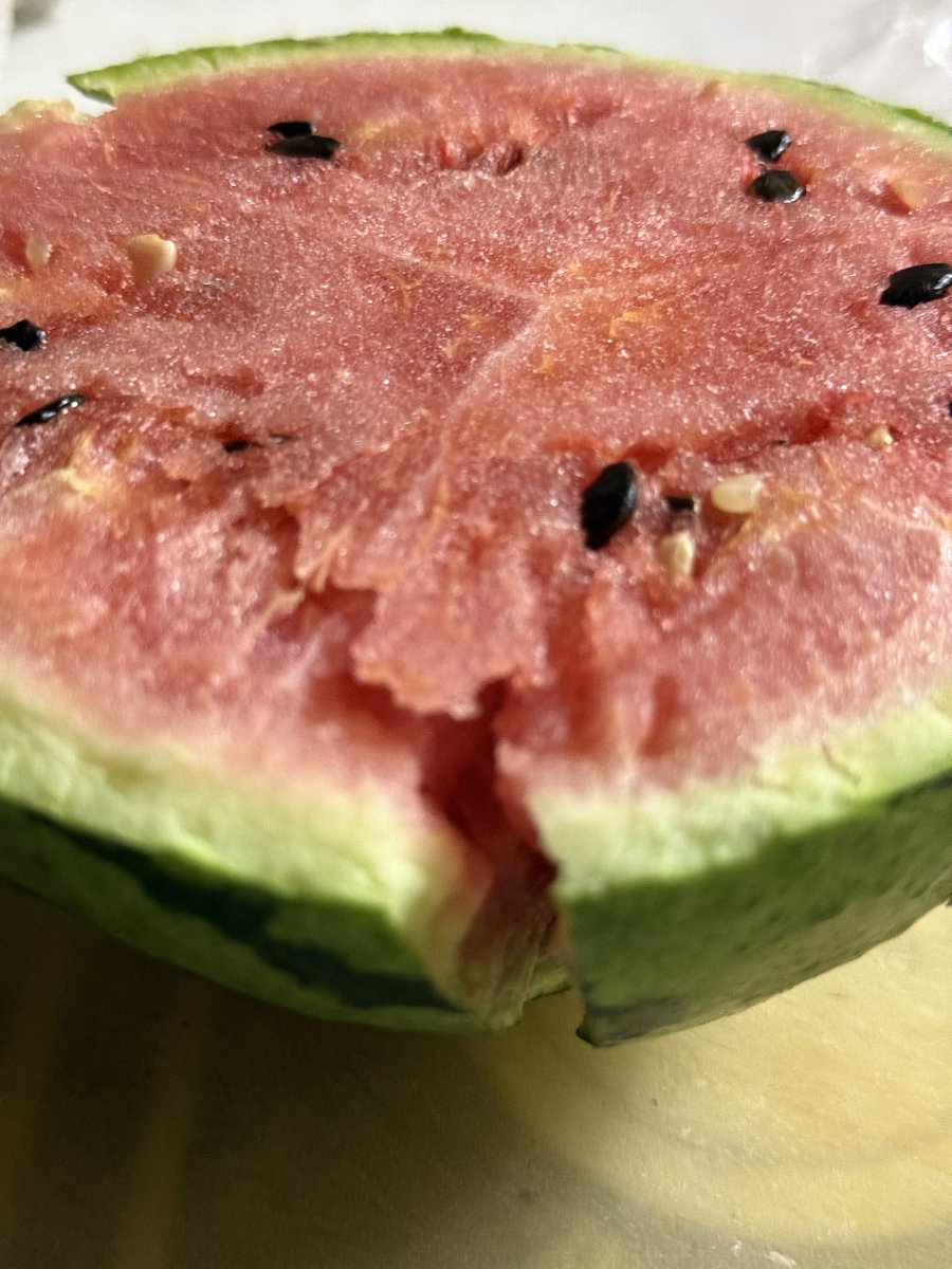 Aisukechan1's tweet photo. 1106日目
🍉割れてましゅね…
大丈夫食べれるでしゅꉂꉂ🐶
 #チワワ https://t.co/RgP0jXTy1k