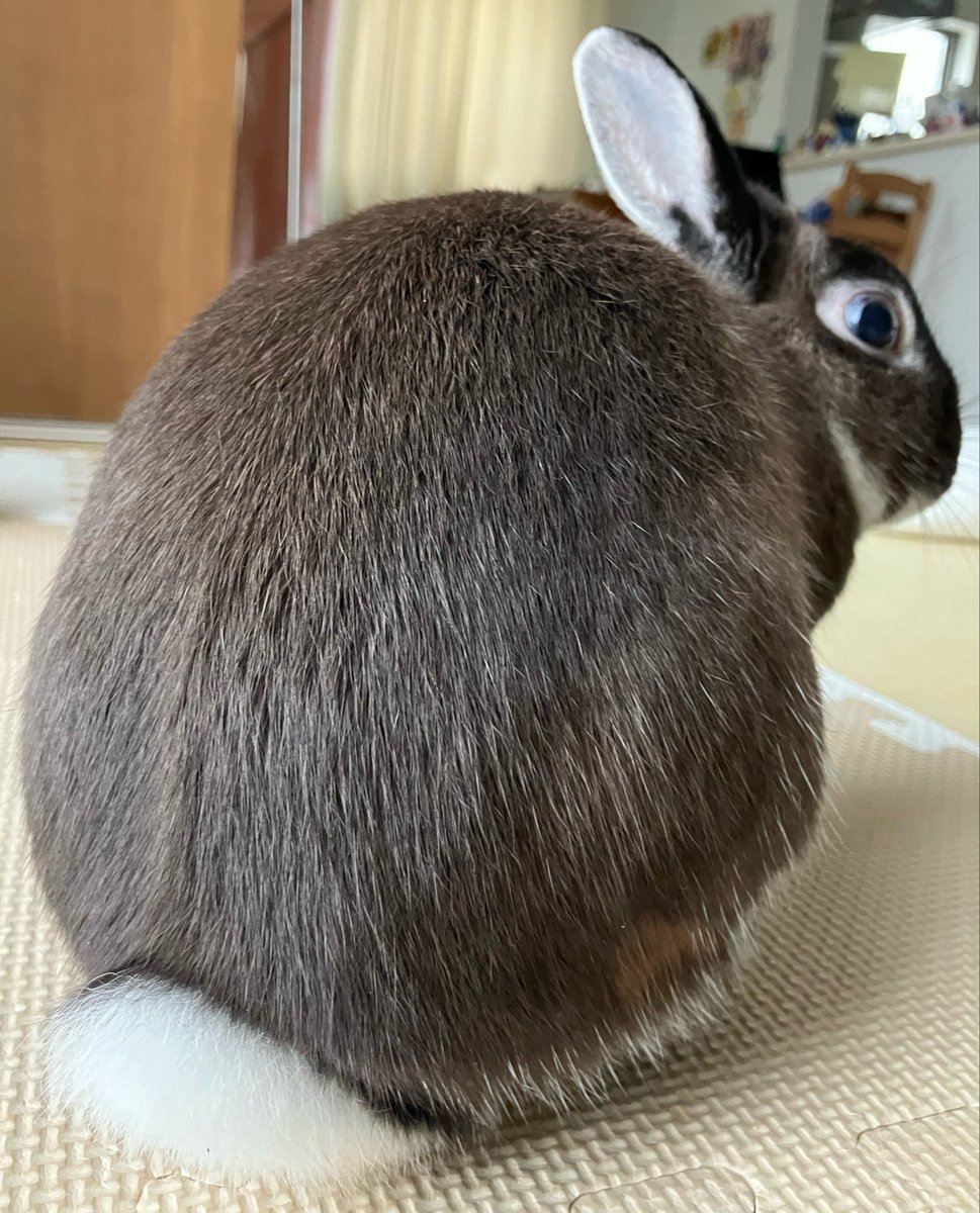 うさぎ好きさんと繋がりたい
