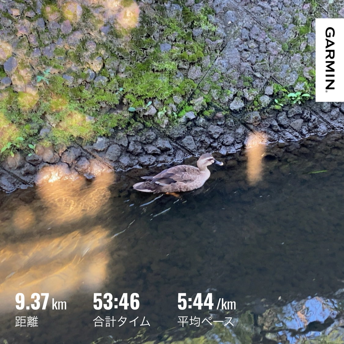 eightrun's tweet photo. 海の日ラン🎌
ゆるラン10kmちょっとショート！トイレ行きたくて😆
今日は昨日に増して暑い🫠
涼を求めて川沿いラン🏃‍➡️ https://t.co/MmwyiyVIYH