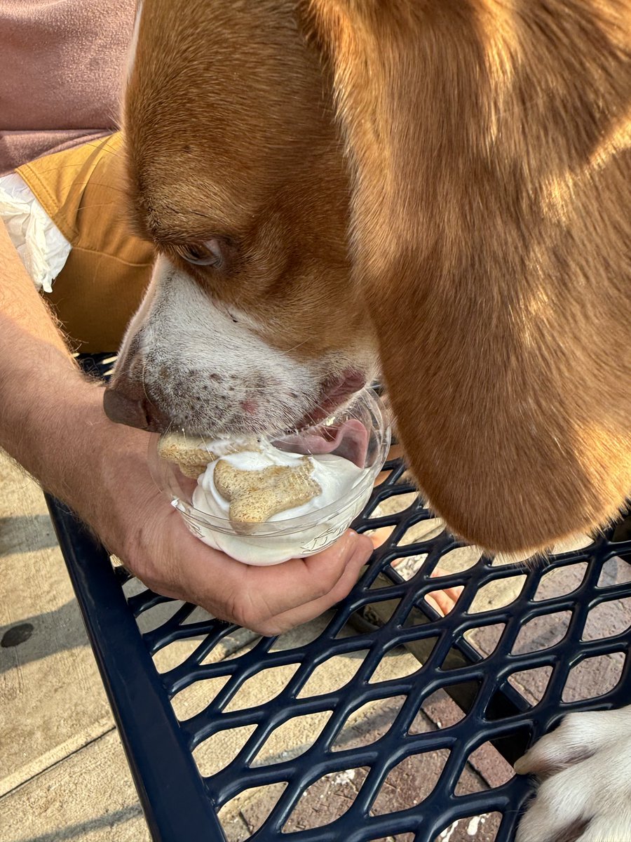 HoundDogLove1's tweet photo. DQ walk!!!! #dairyqueen #beaglelife #beagle #icecream #treats #pupcup #michigan https://t.co/4JJvu6X4A6