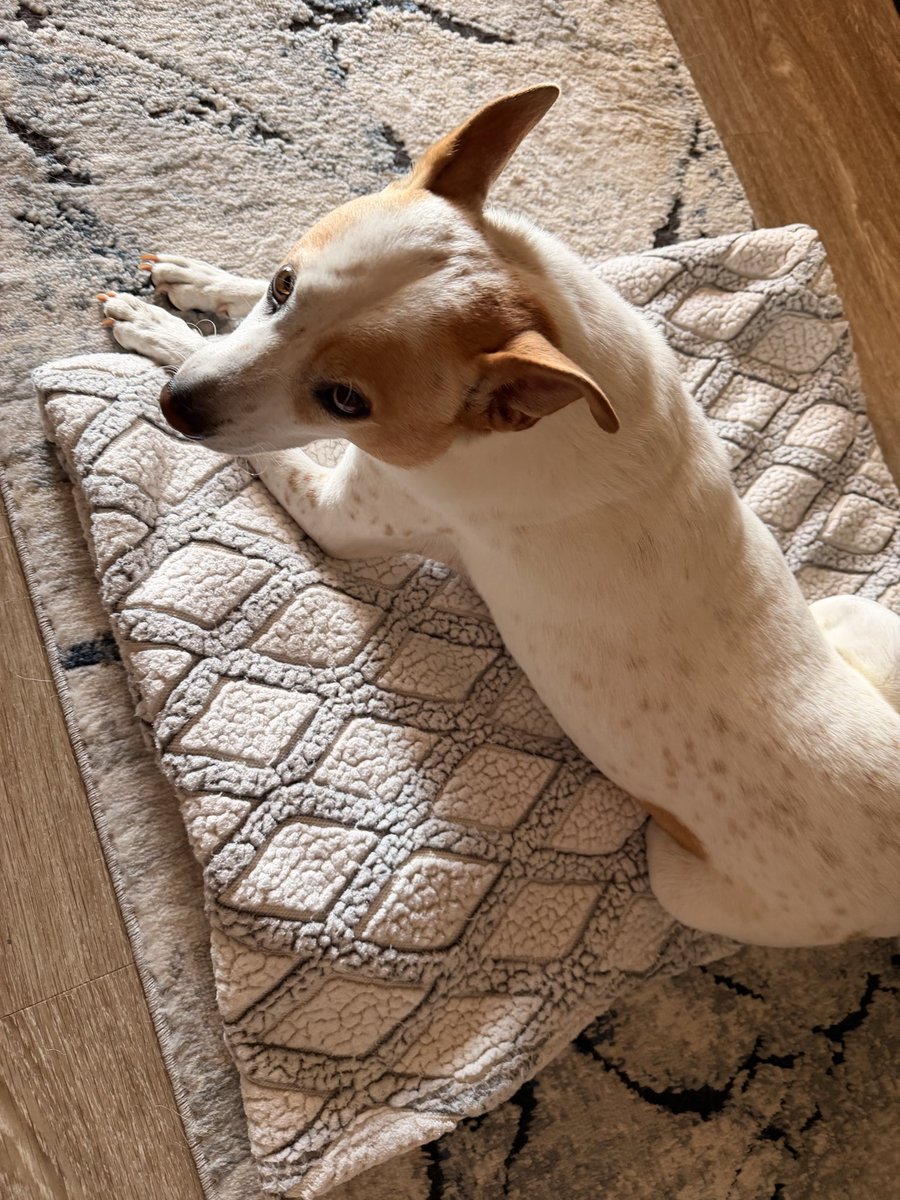 Shaykay1717's tweet photo. Good evening. 

Update on Tucker …
He finally took a few drinks of water from his bowl, turned down fresh chicken breast I made for them, but is really happy when people come to visit him. 
His bark and growl are weak and makes me sad. 

Taking back to get his pancreatic levels checked again tomorrow. 

Worn out ! 😞❤️🙏🏻