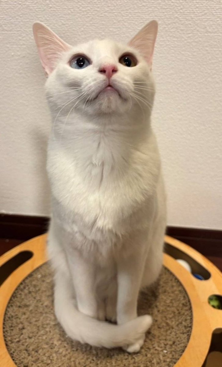 fukuroupiyopiyo's tweet photo. 猫へ

尻尾をくるんと巻くのは、猫社会のマナーなんですか？可愛いです https://t.co/dY8yIarnri