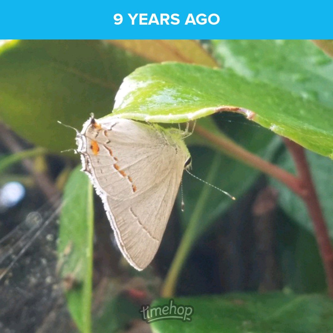 saunieindiego's tweet photo. Gray hairstreak (Strymon melinus) butterfly taking a rest at our #MonarchRanch. #NotAMonarch https://t.co/MuNGv9JWNu