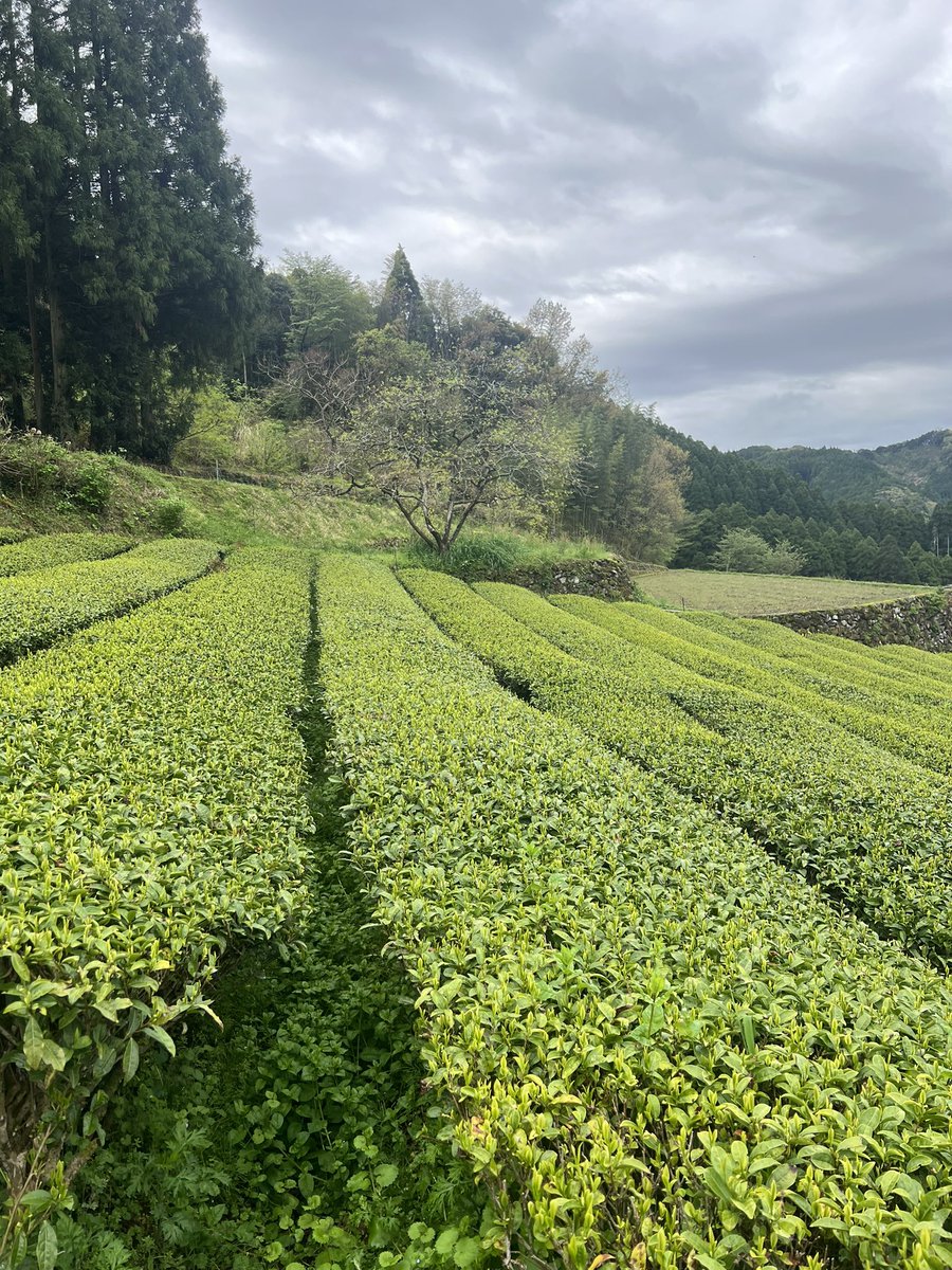 お茶の大幸園 tweet media