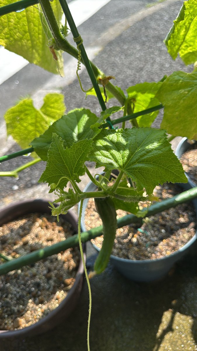 ItpsHj's tweet photo. きゅうり🥒
収穫楽しい😆😆😆

#家庭菜園 https://t.co/WNCA8f7ZV3