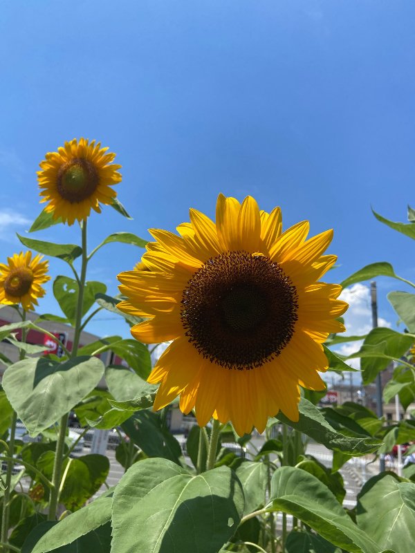 conori1212's tweet photo. 7月21日20時6分、天秤座で上弦の月を迎えます。上弦の月は、新月にまいた種を育てるために「行動」と「調整」が求められるタイミングです。今回の月は8ハウス、蟹座の太陽は6ハウスにあり、心の奥にある感情や人との深いつながり、そして仕事や日々の習慣を見直す流れが強まります。目の前の課題に丁寧に向き合うことで、次のステップへの道が開けていくでしょう。
天秤座は「調和」、8ハウスは「変容」、蟹座の6ハウスは「日常や心身のケア」を表します。そのため、人との関係の中で生まれる気づきが、自分自身を成長させるきっかけになりそうです。無理に答えを急ぐより、相手を思いやりながら自分の本音も大切にすることがポイント。毎日の小さな積み重ねが、これからの大きな変化につながる上弦の月となりそうです🌙#天秤座上弦の月 #上弦の月 #星読み #占星術 #8ハウス #6ハウス #人間関係 #調整