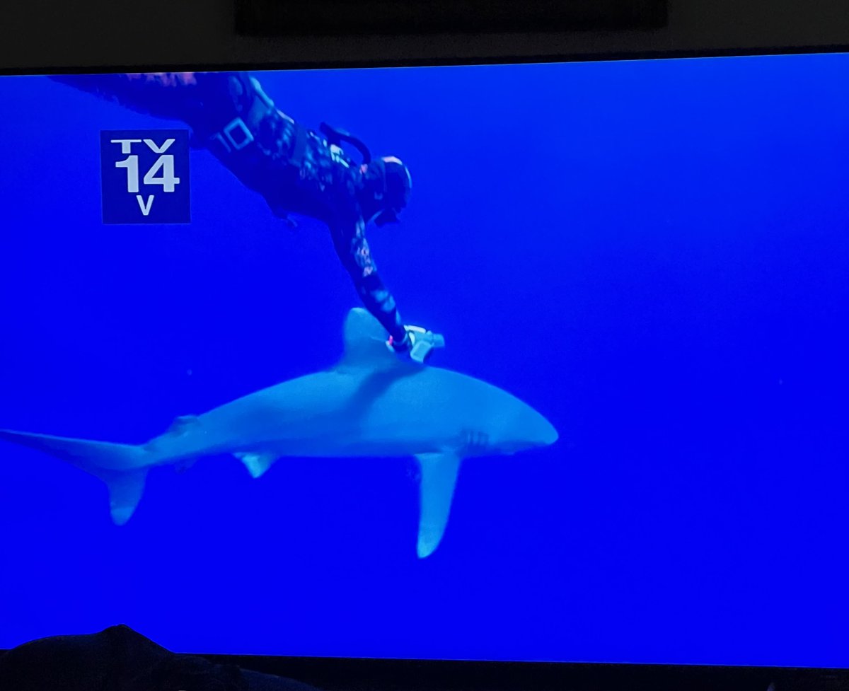 BeerVampire's tweet photo. The same scientists who tell you not to feed wild animals on land lest you "habituate them", seem to have no issue throwing a bloody tuna carcass overboard to study sharks 🤔 #sharkweek  #shark #discoverchannel #nationalgeographic #shark #woodshole #marinebiology #science https://t.co/nELVQmxyCU