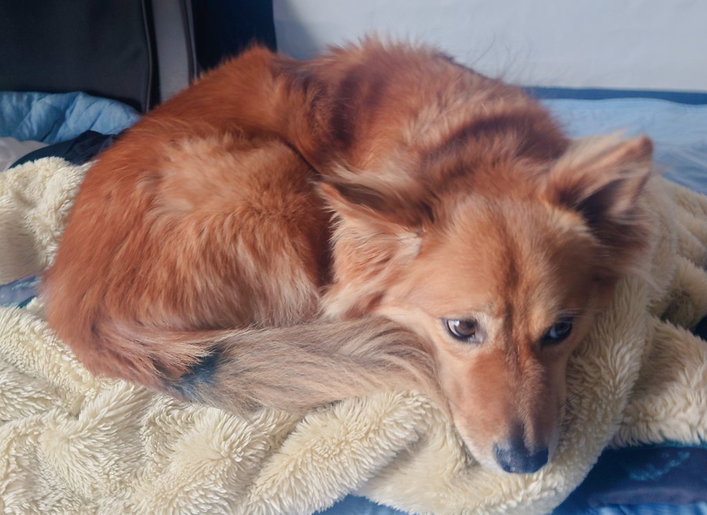iwa_curl's tweet photo. しっぽのつけねが黒い犬 https://t.co/MM54lo5lTe