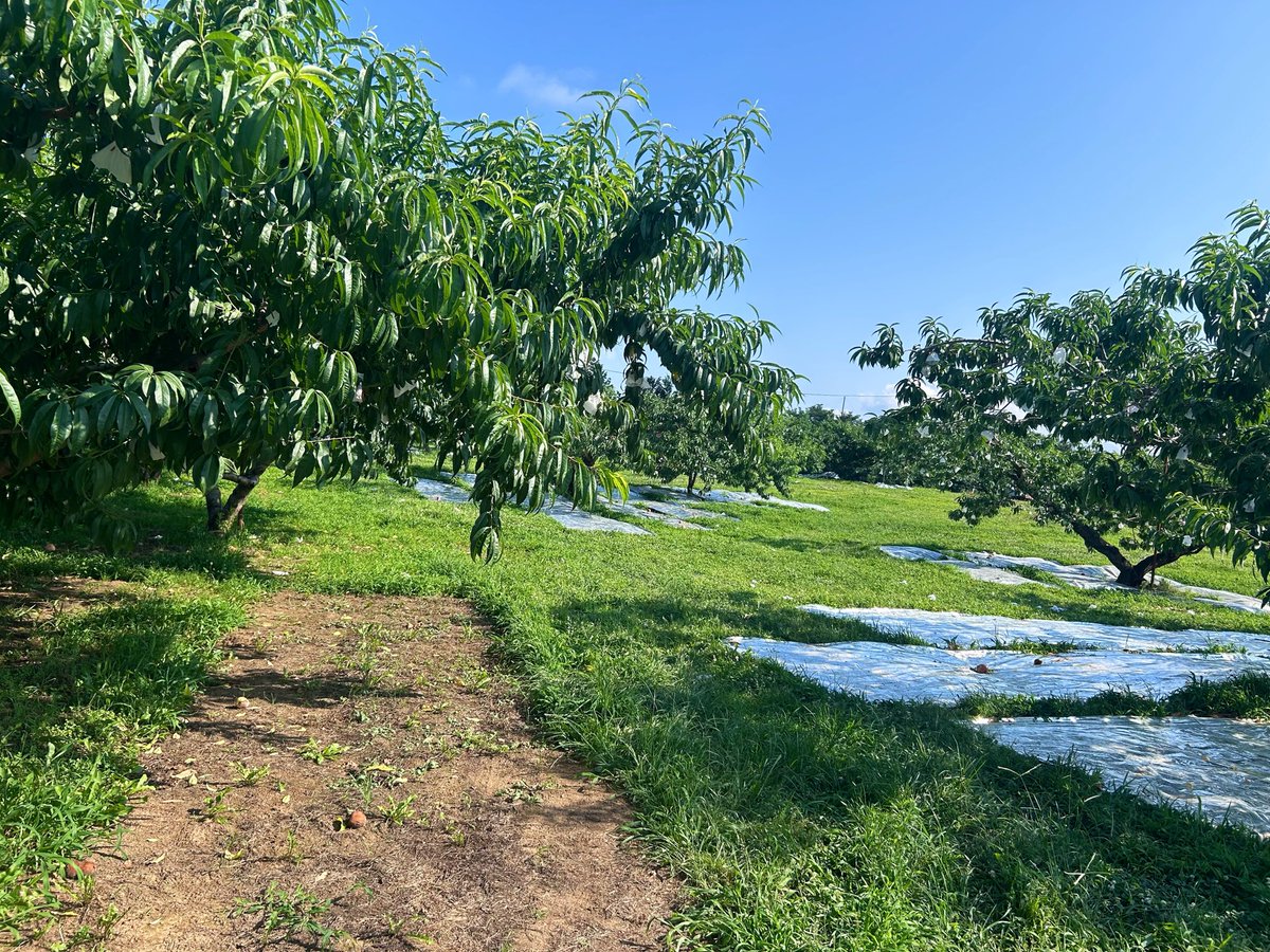 Ryuchankawamura's tweet photo. あちぃー🫠🥵
炎天下に２時間以上待機中☀️
四時起きして来たけどすでに軽く300人以上いる💦

🍑🍑買えるかな心配😅

#新府共選場 https://t.co/sxFDGPW5qR