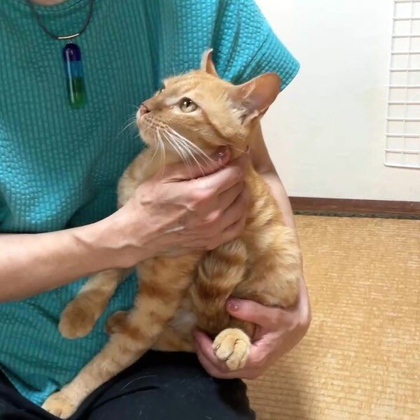 satoya_boshu's tweet photo. 迷い込んできたチャトラくん
推定0歳10ヶ月
♂ 熊本県 

とても元気に過ごしていて、
ご飯をぱくぱく食べてくれます

声をかけるとすぐに寄ってくる
とても人間慣れした茶トラくんです

縞模様の尻尾で、
長い白髭、お目目がとっても可愛いです https://t.co/ag2wLKx9UL