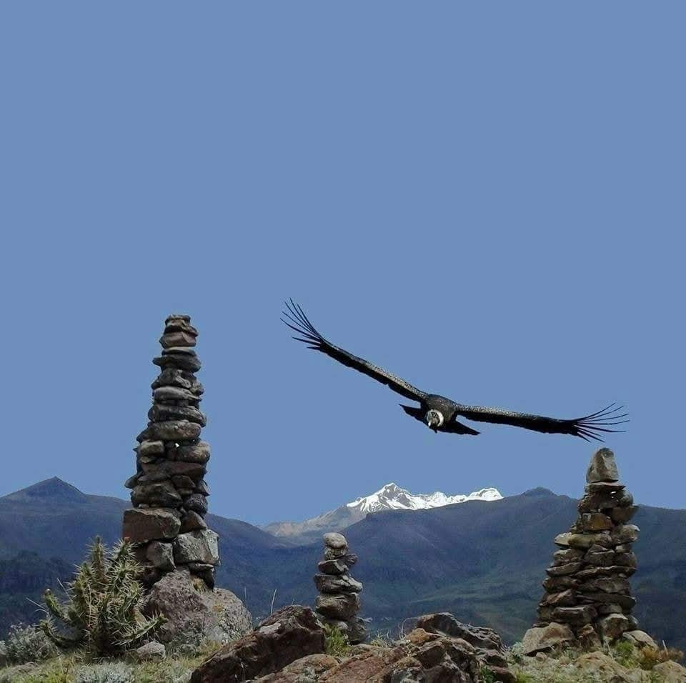 EDICIONESREGION's tweet photo. Cóndor...

El Perú es Tuyo https://t.co/WKGNZBzf7q