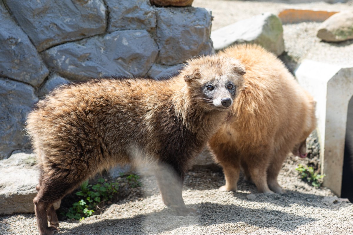 palfy_sumari's tweet photo. きゅるるん✨(ティアラ♀)

📸 2026/04

#しろとり動物園
#ホンドタヌキ https://t.co/wsosYqZSWz