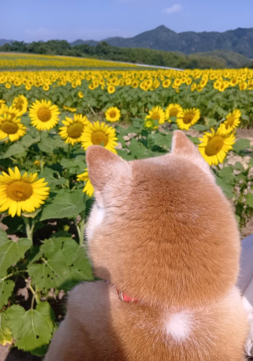 moco_0125's tweet photo. 🌻🦊🌻
今年もひまわりを見ました😊 https://t.co/CR9TkFMqLI