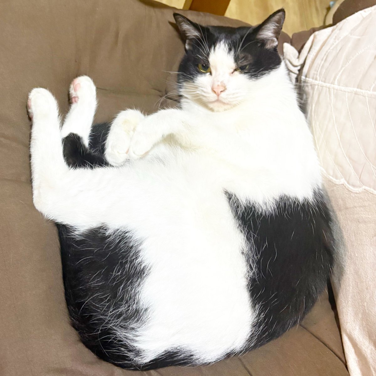 benihakujp's tweet photo. ごろんしながらにらんでるにゃ😼
これがあたちのスタイルにゃw https://t.co/ZqzU1PVQFK