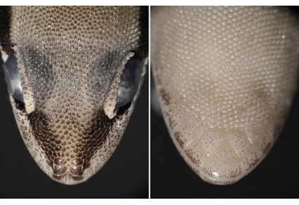 Zootaxa's tweet photo. A new species of the genus #Microgecko Nikolsky (#Sauria: #Gekkonidae) from Kerman Province, southern #Iran
#taxonomy
#newspecies
https://t.co/kSPjRt6xvc https://t.co/xW64yEtQPo