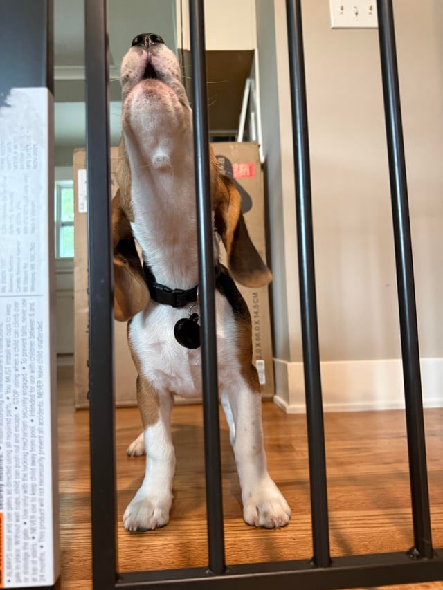 HarmlessYardDog's tweet photo. An appeal to Heaven. https://t.co/Iz56R23OX5