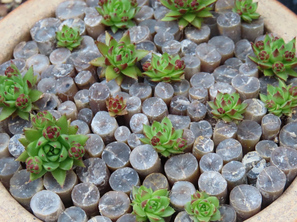 Khaph's tweet photo. The pot of Jovibarba 'Emerald Spring' & belemnites, 3 weeks apart. It took a while to get going with the dry weather, but now they're offsetting and everything. They're called rollers so let's hope they roll off into the gaps. #jovibarba #alpines #succulents #fossils #belemnites https://t.co/Y6tobAIVbQ