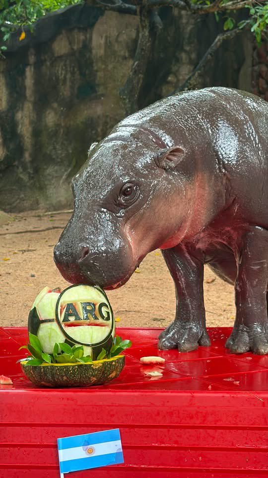 and_khamoo's tweet photo. ซ้อเด้ง สถิติ100% 
ทาย3คู่ ไม่ถูกซักคู่ 🤣 #ฟุตบอลโลก2026 #hippo #PygmyHippo #ขาหมูแอนด์เดอะแก๊ง #หมูเด้งเด้งกี่โมง #Moodeng #พี่ขาหมู #สวนสัตว์เปิดเขาเขียว https://t.co/dfMjxCdlSR
