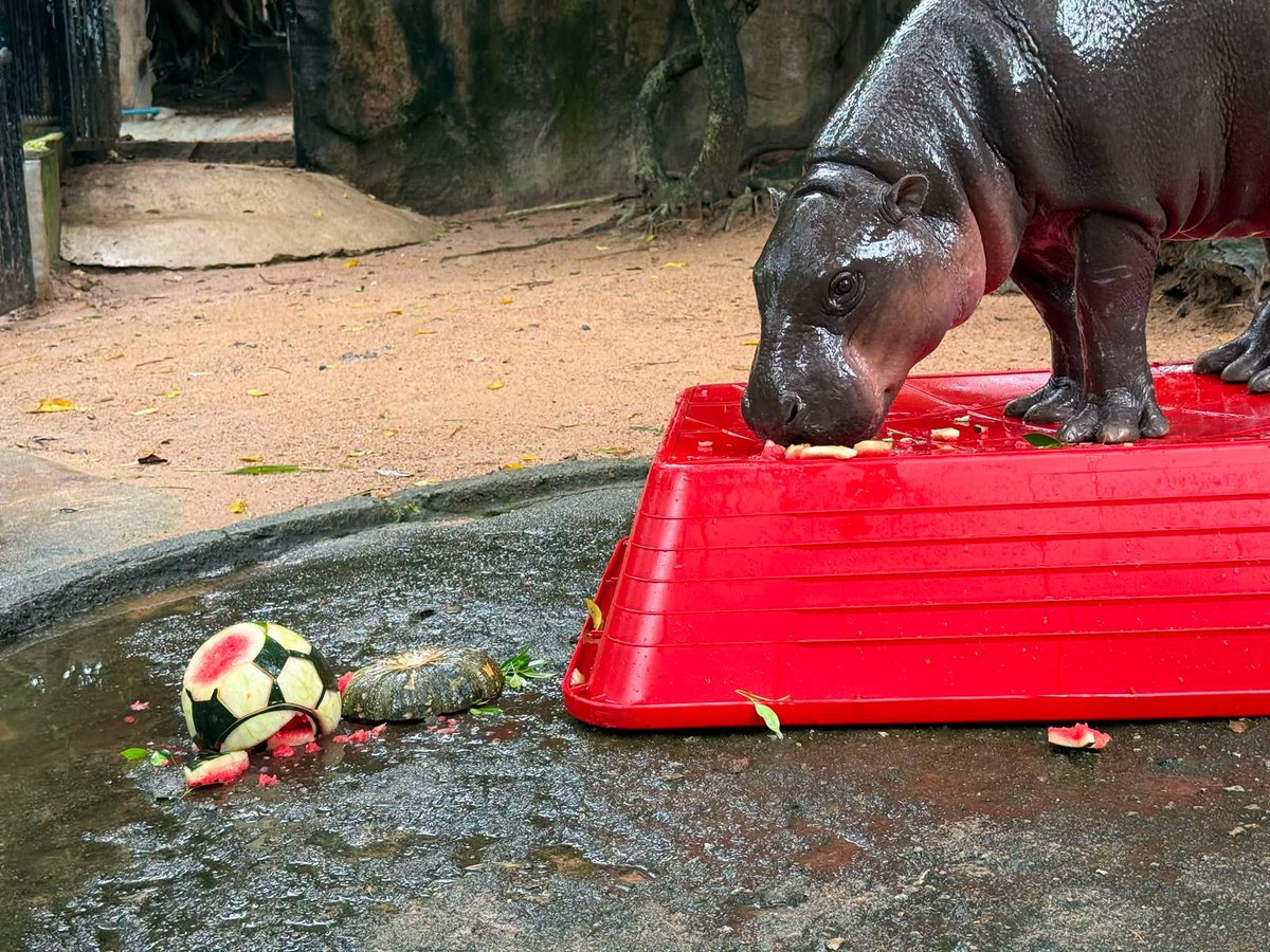 and_khamoo's tweet photo. ซ้อเด้ง สถิติ100% 
ทาย3คู่ ไม่ถูกซักคู่ 🤣 #ฟุตบอลโลก2026 #hippo #PygmyHippo #ขาหมูแอนด์เดอะแก๊ง #หมูเด้งเด้งกี่โมง #Moodeng #พี่ขาหมู #สวนสัตว์เปิดเขาเขียว https://t.co/dfMjxCdlSR