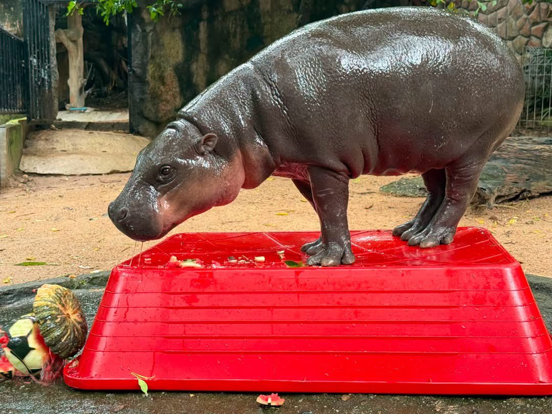 and_khamoo's tweet photo. ซ้อเด้ง สถิติ100% 
ทาย3คู่ ไม่ถูกซักคู่ 🤣 #ฟุตบอลโลก2026 #hippo #PygmyHippo #ขาหมูแอนด์เดอะแก๊ง #หมูเด้งเด้งกี่โมง #Moodeng #พี่ขาหมู #สวนสัตว์เปิดเขาเขียว https://t.co/dfMjxCdlSR