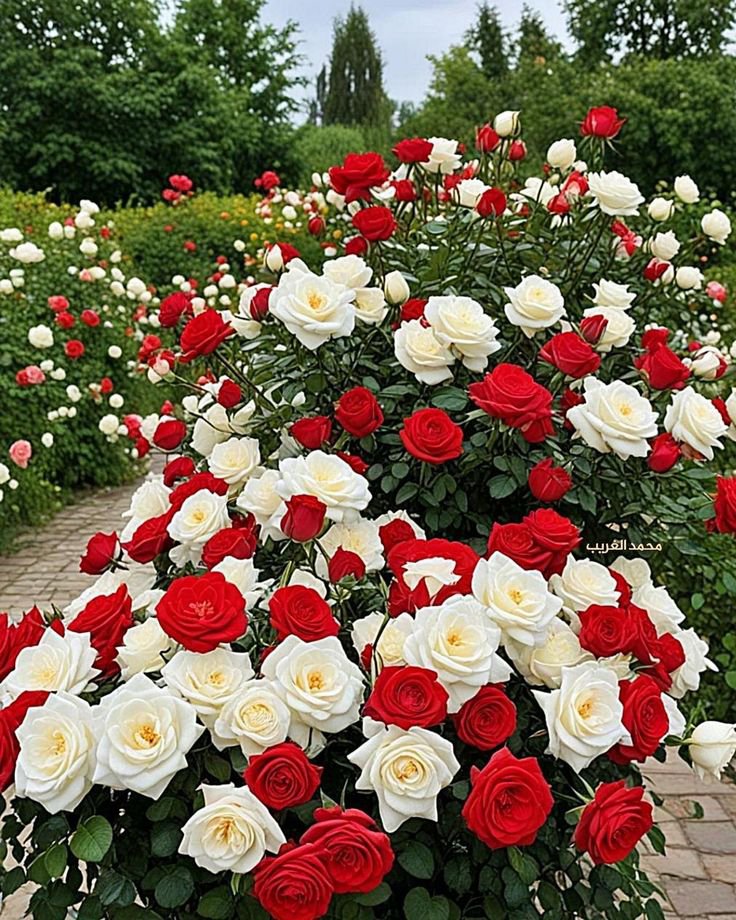 Flowers46i's tweet photo. https://t.co/MhmdnYjnAH