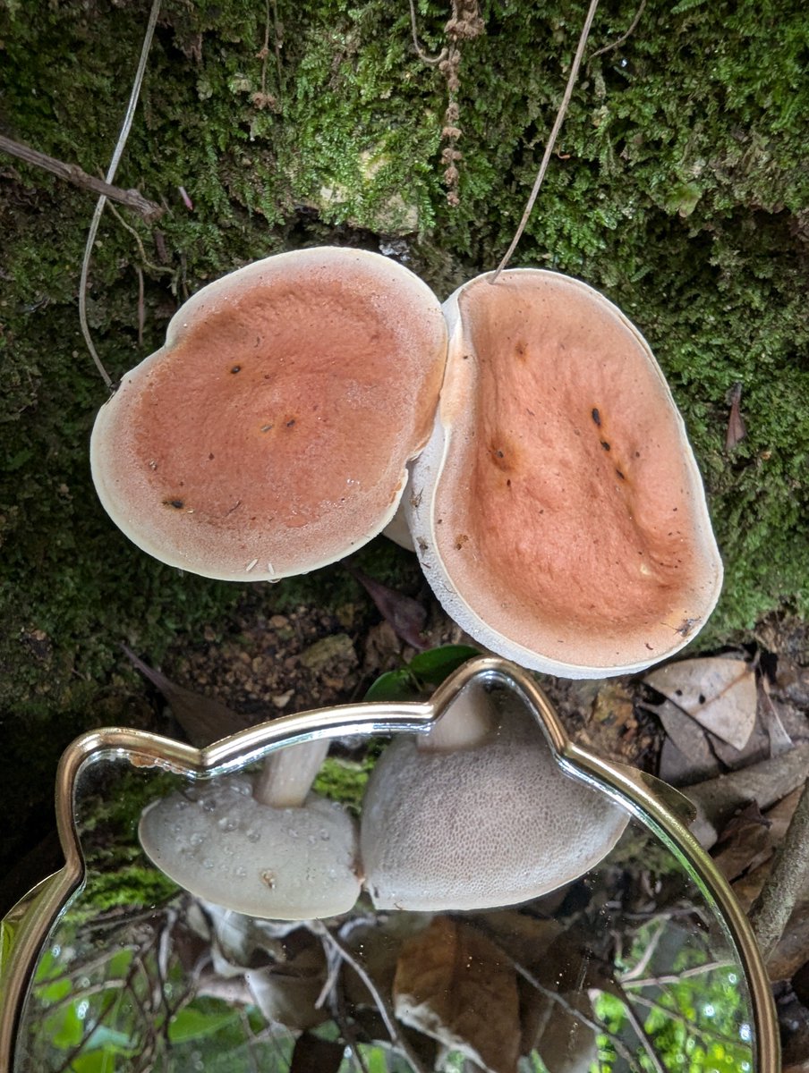mottii1965's tweet photo. 台風後に出会ったコ🍄
夏が本気を出しすぎて、日中外に出るのがこわいね😨
夕立降らないかなぁ。 https://t.co/AZOMVp80IV