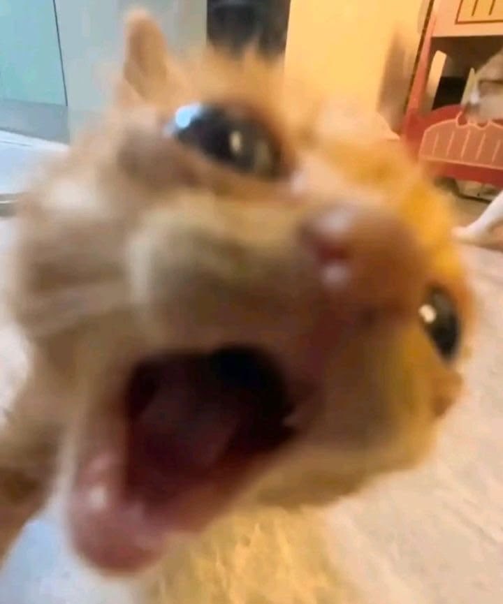 kittyincrisis's tweet photo. eats you as you scroll https://t.co/sT8isOL4vs