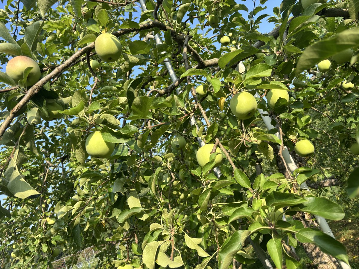 TAKA0_o666's tweet photo. ネットの張替えネット上げ完了🍒
りんごも大きくなってました🍎

#YuukisFruit39 
#りんご
#山形県 https://t.co/OT02n2g1X5