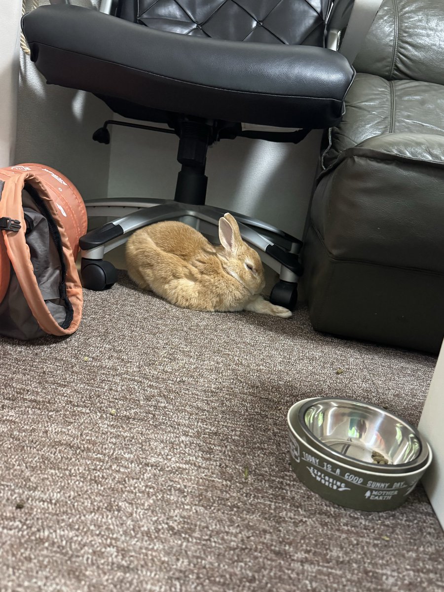 うさぎ