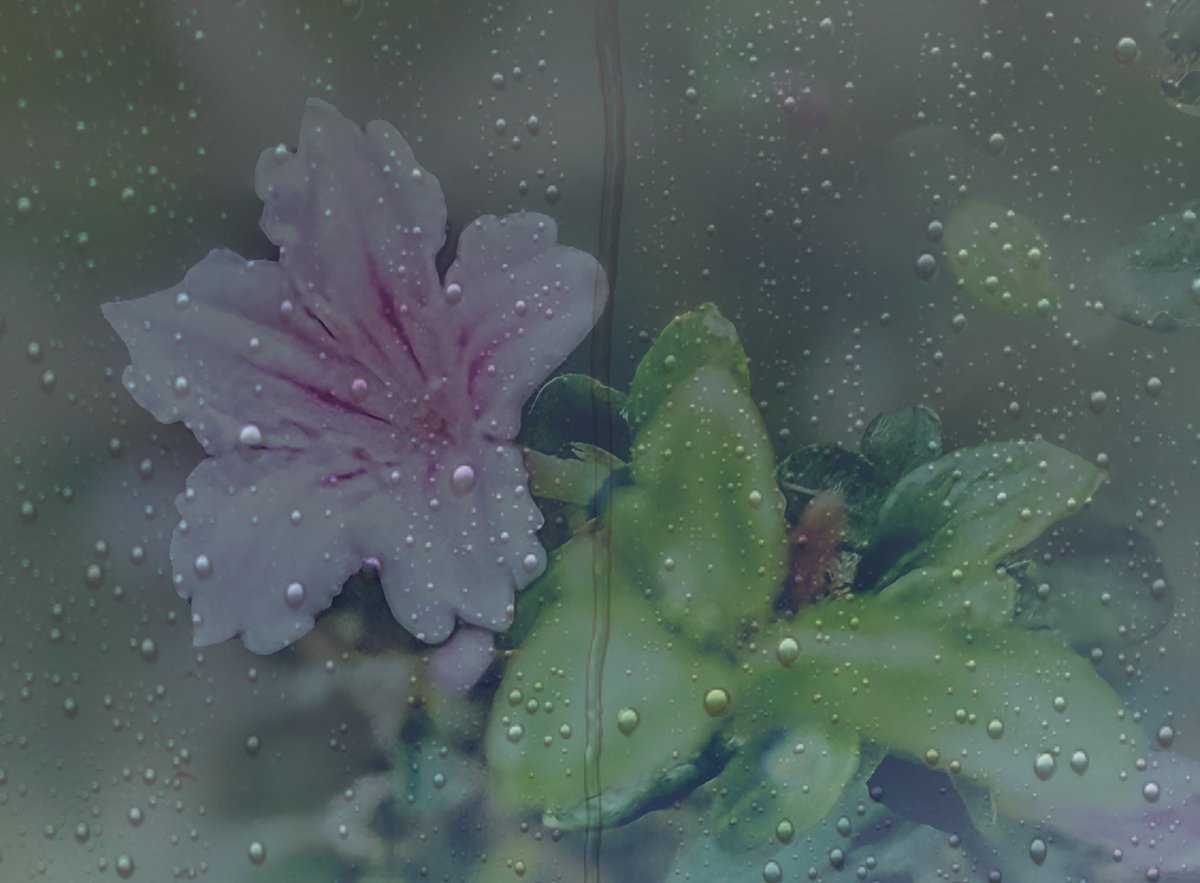 11kyo12's tweet photo. 元写真🌼
写真は雨ですが今日は蒼穹☀
外出予定が何も無い日で良かったけどすっかり寝過ごしてペットボトル収集にギリ間に合わなかったぁ😩💧
#photo https://t.co/GigcisYHAI
