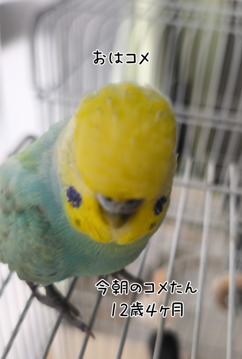komebani's tweet photo. いつもの様に一緒に迎えられる朝が幸せです。ありがとう(  ´͈ ᵕ `͈ )♡⁡
⁡#インコ #インコ好きさんと繋がりたい  #インコスタグラム  #セキセイインコ #オカメインコ⁡
⁡ https://t.co/9k6HIXmaCz