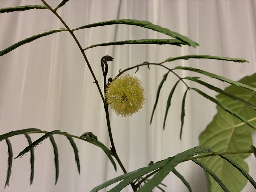 tsuyoshi_37yo's tweet photo. うちのエバーフレッシュが二輪目の花をつけました。スポーツイベントがなかなか賑やかだったこの間、先月末は合唱の定演にダブル台風が直撃、今月はじめに台湾から直行した大分では豪雨で特急が運休、そんな日々もあったかと今日関東も梅雨明けが宣言されました。猛暑もまた涼しと過ごしたいと思います https://t.co/BVBHoxIIaA