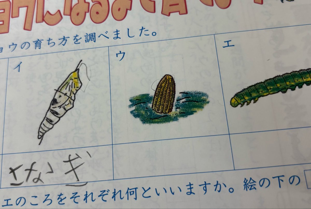 hanamaru4560's tweet photo. イはサナギだねぇ
ウはなんだ？
👦🏻「とうもろこし！」
いや、わかるけどwwww

地面に突き刺さっとるやないかい https://t.co/sLeEp4MzDm
