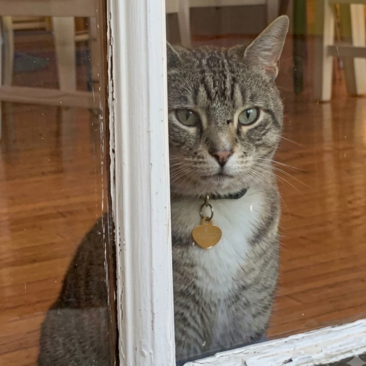 basedkynn's tweet photo. This is Chase, the cat friend of Cola the corgi.

This is the best image of him i found, the other ones areeither blury or you can't see his face.

$Chase

Proof:
https://t.co/U43CkQoTYE
https://t.co/BqcP8duy1B https://t.co/f1ba077kQW