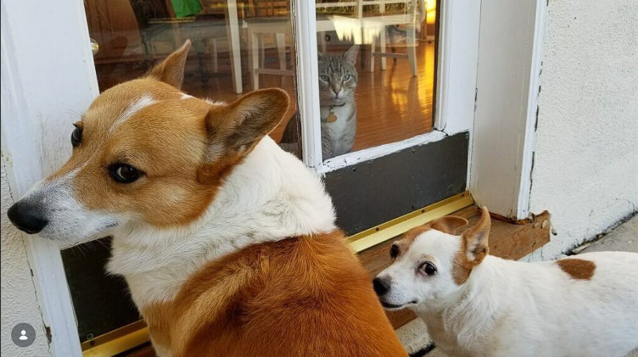 basedkynn's tweet photo. This is Chase, the cat friend of Cola the corgi.

This is the best image of him i found, the other ones areeither blury or you can't see his face.

$Chase

Proof:
https://t.co/U43CkQoTYE
https://t.co/BqcP8duy1B https://t.co/f1ba077kQW