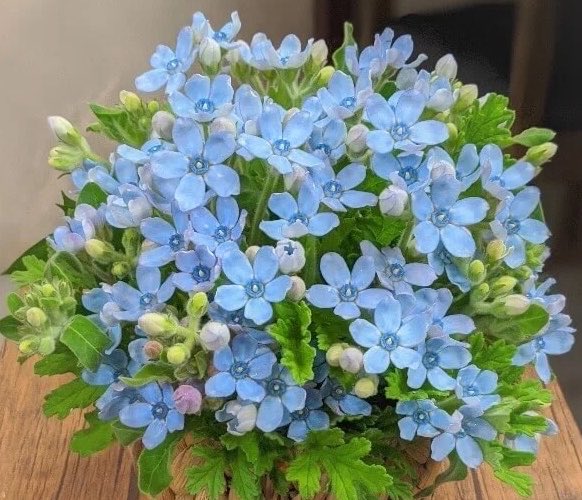 JekeiJJ's tweet photo. おはようございます🕊🌿𓈒𓏸︎︎︎︎
皆様のご健康と
ご無事をお祈りします
#prayforJapan
#prayforworld
ブルースターの花言葉
「幸福な愛」
「信じあう心」
#Flower
#花のある暮らし https://t.co/lCEk6kvMDb