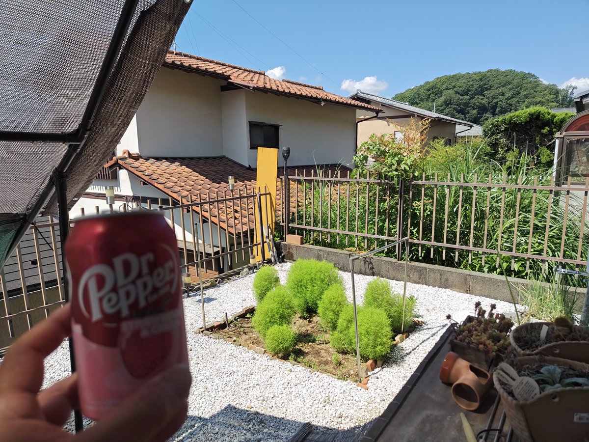 manburi_jun0917's tweet photo. 朝からナイスビール🍻🥰

、、、そんな訳には行かず🤣

CLOSETさんで買ったドクペストロベリーとコキアを眺めて満足するナリ🫠 https://t.co/whTpisFzZO