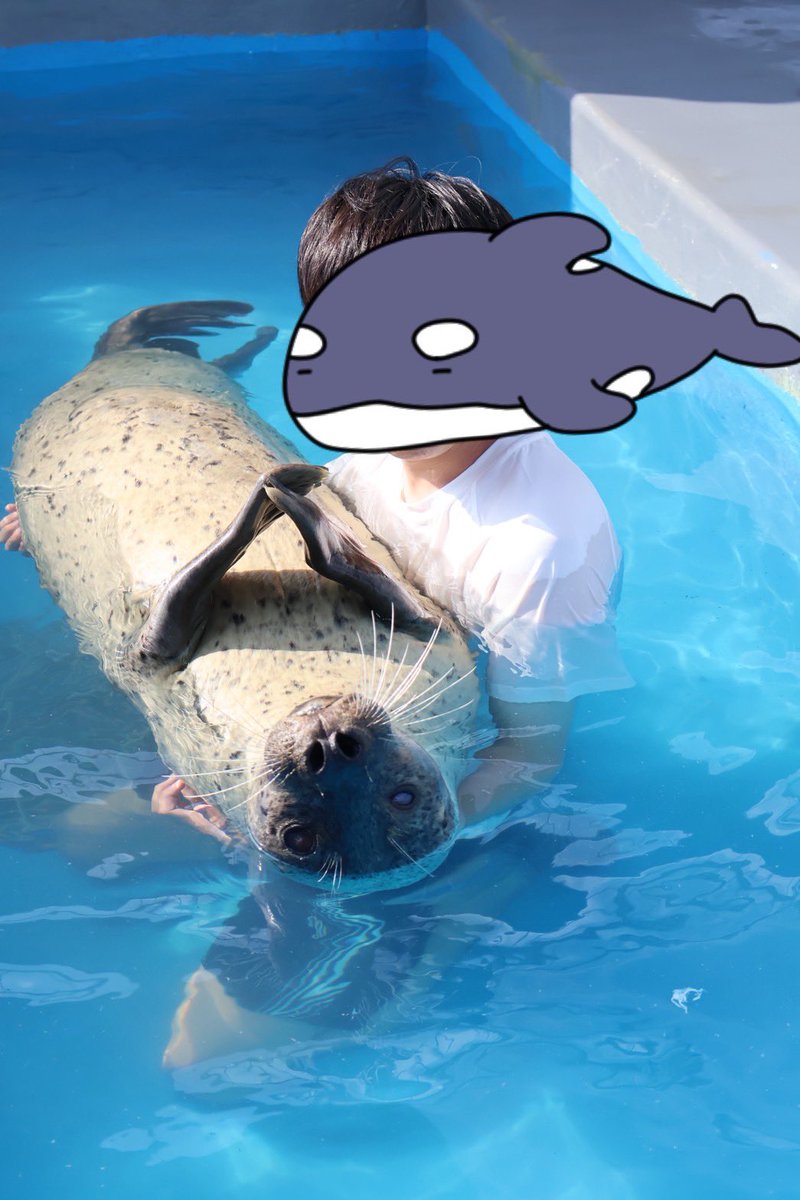 6vbhz's tweet photo. アザラシ抱っこしてきました！
顔との距離が近すぎた
#南知多ビーチランド
#アザラシ抱っこ
#サン https://t.co/QIobXNbODU