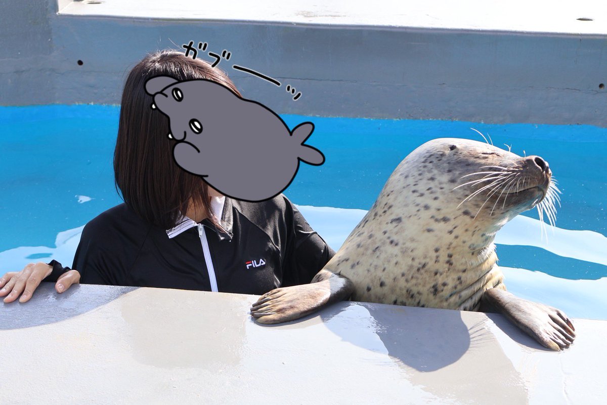 6vbhz's tweet photo. アザラシ抱っこしてきました！
顔との距離が近すぎた
#南知多ビーチランド
#アザラシ抱っこ
#サン https://t.co/QIobXNbODU