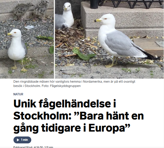 Mats_Rosell's tweet photo. @jpe25216052 En nordamerikansk ringnäbbad mås kan ha häckat med en fiskmås i Berzelii Park i centrala Stockholm.

En DNA-analys ska utreda saken.

https://t.co/RQxsjO4XzM https://t.co/7GZlms9rIy