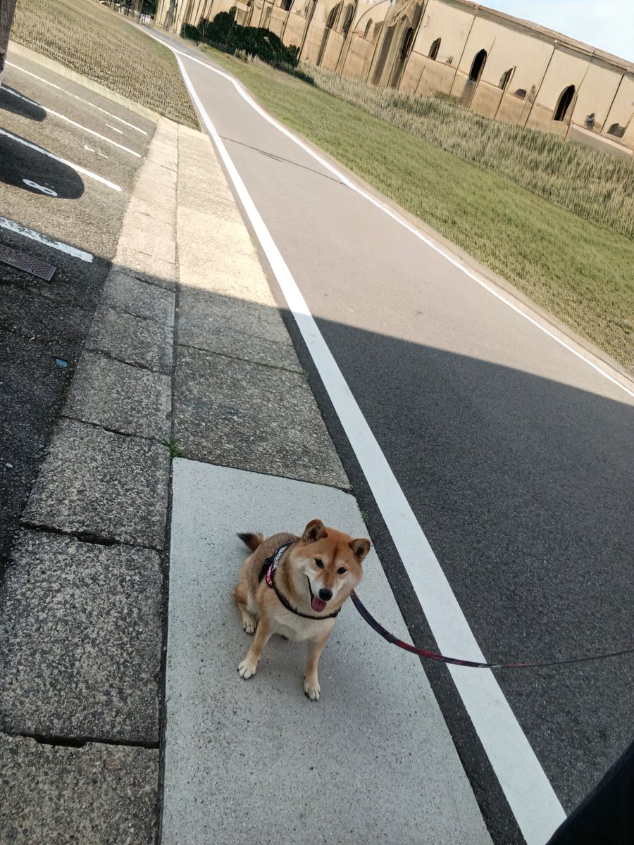 rideon1973's tweet photo. 今日も暑いね🥵
#柴犬 https://t.co/r6zLhiYnKo