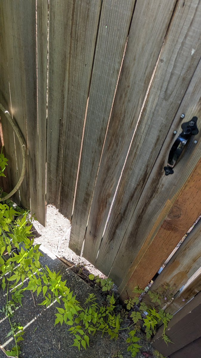 SwtySpghtti's tweet photo. Shadow escaped while I was at work and I had to run out to pick him up at a shelter. Turns out he figured out how to open our back door and then was able to break through the fence to escape. Luckily he's totally fine and I've managed to dog proof the back door sufficiently now. https://t.co/D7dsYZqHAI
