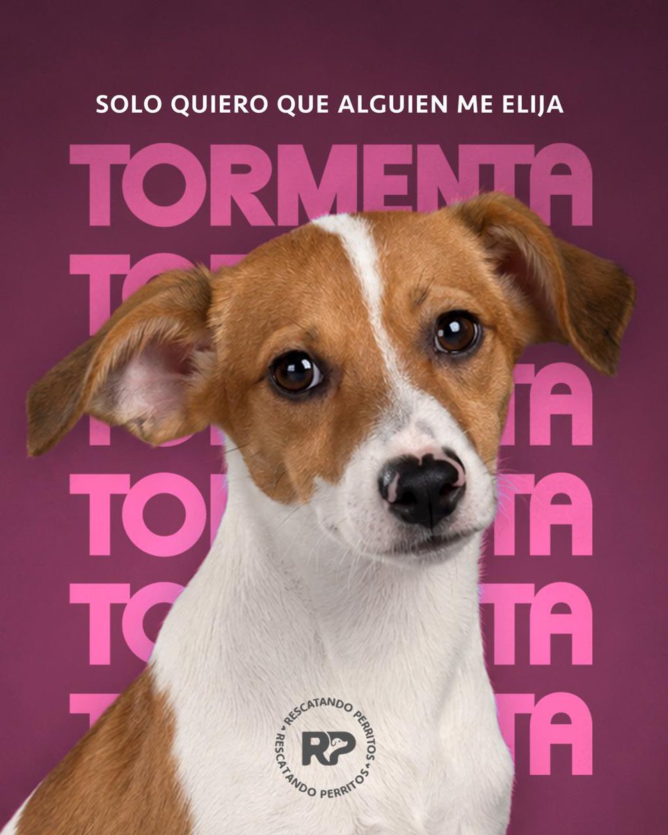 peravi's tweet photo. ÚLTIMA BEBITA 
#Tormenta necesita hogar
Ninguna de las 3 cachorras han adoptado. Ella es la más grandecita de su camada pesa 5kg aprox. Tiene solo 3 meses y tiene sus vacunas al día.
Info: 912 015 590 
📍 Lima, Perú 🇵🇪 https://t.co/YkgrWz0qdB